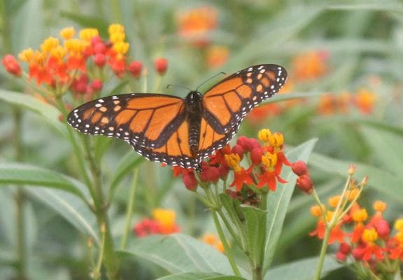 Monarch butterfly resting on orange flowers