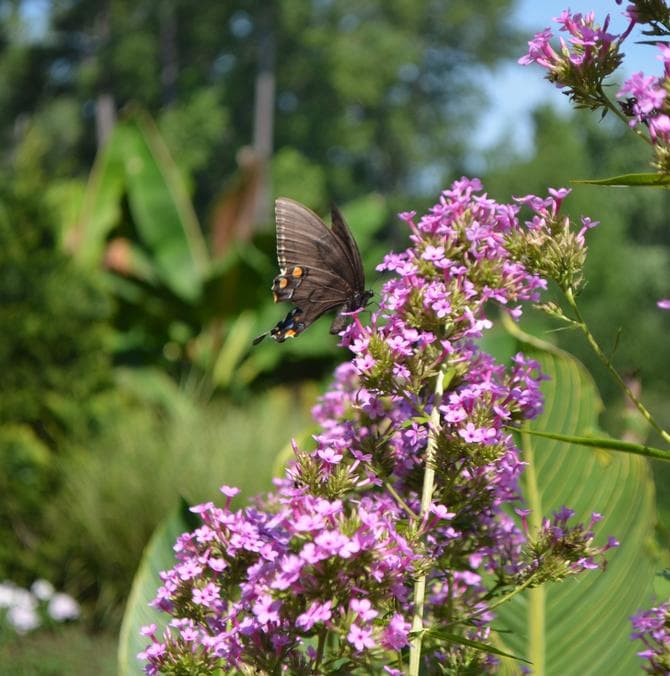 Butterfly visiting purple flowers in a perennial display